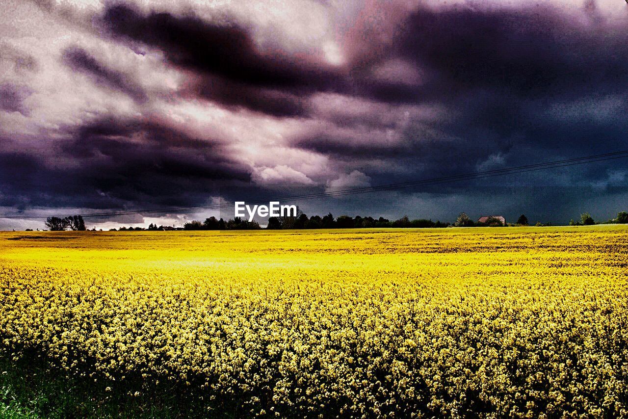 SCENIC VIEW OF AGRICULTURAL FIELD AGAINST CLOUDY SKY