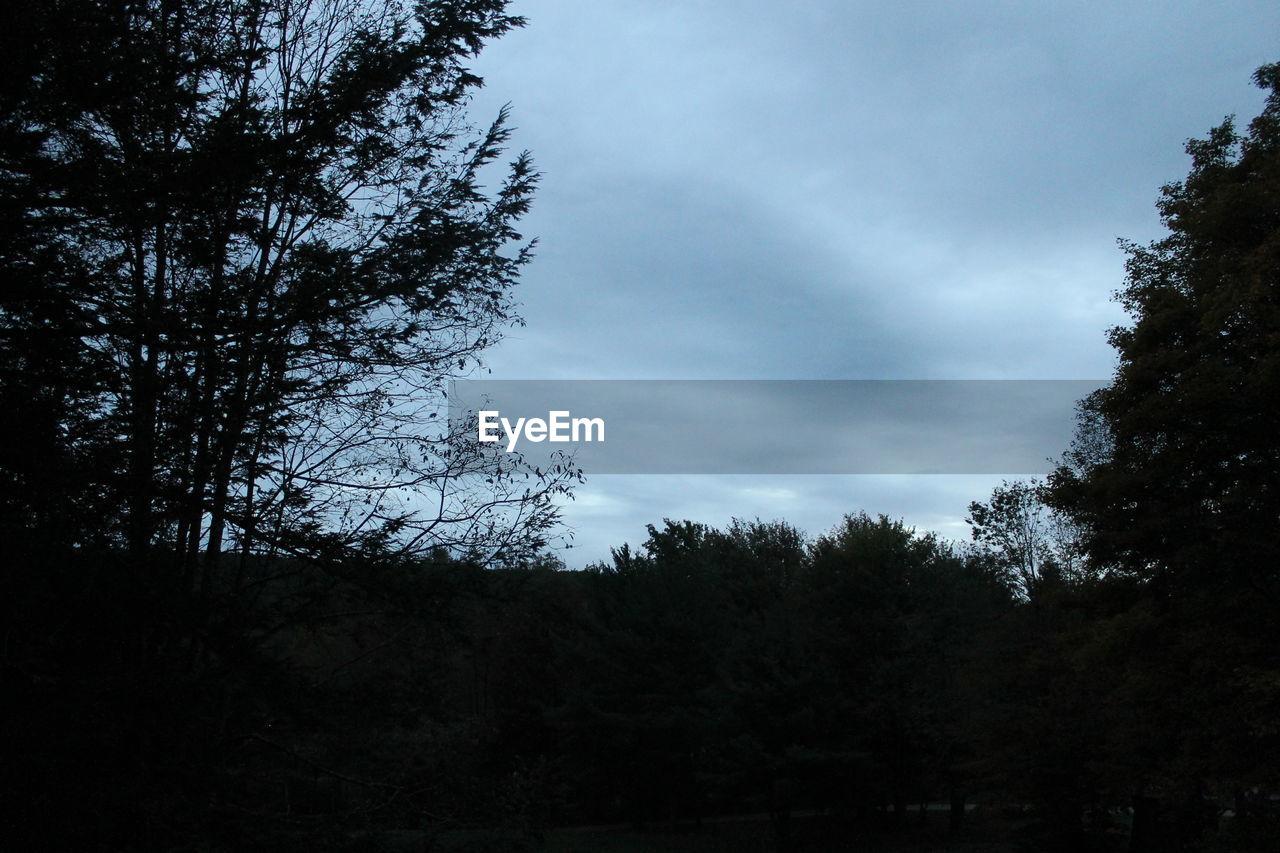 SILHOUETTE OF TREES IN FOREST