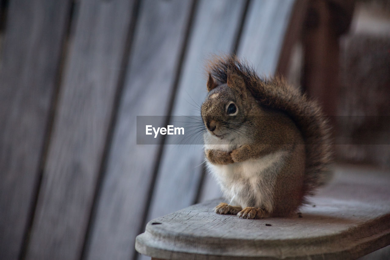 Squirrel sitting on deck chair