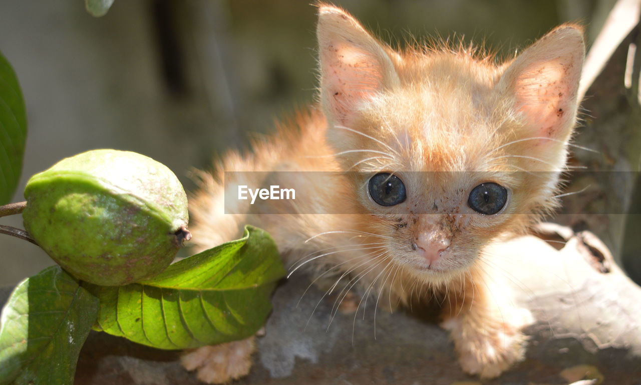 Close-up portrait of kitten on tree