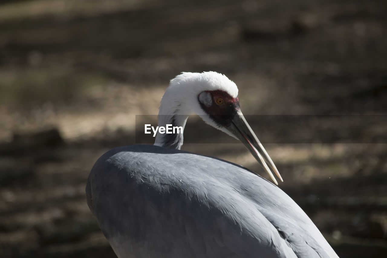 Sandhill crane antigone canadensis grooming