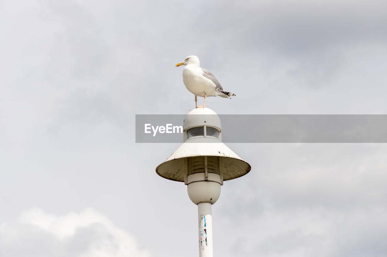 A big seagull sits on a street lamp in zinnowitz on usedom.