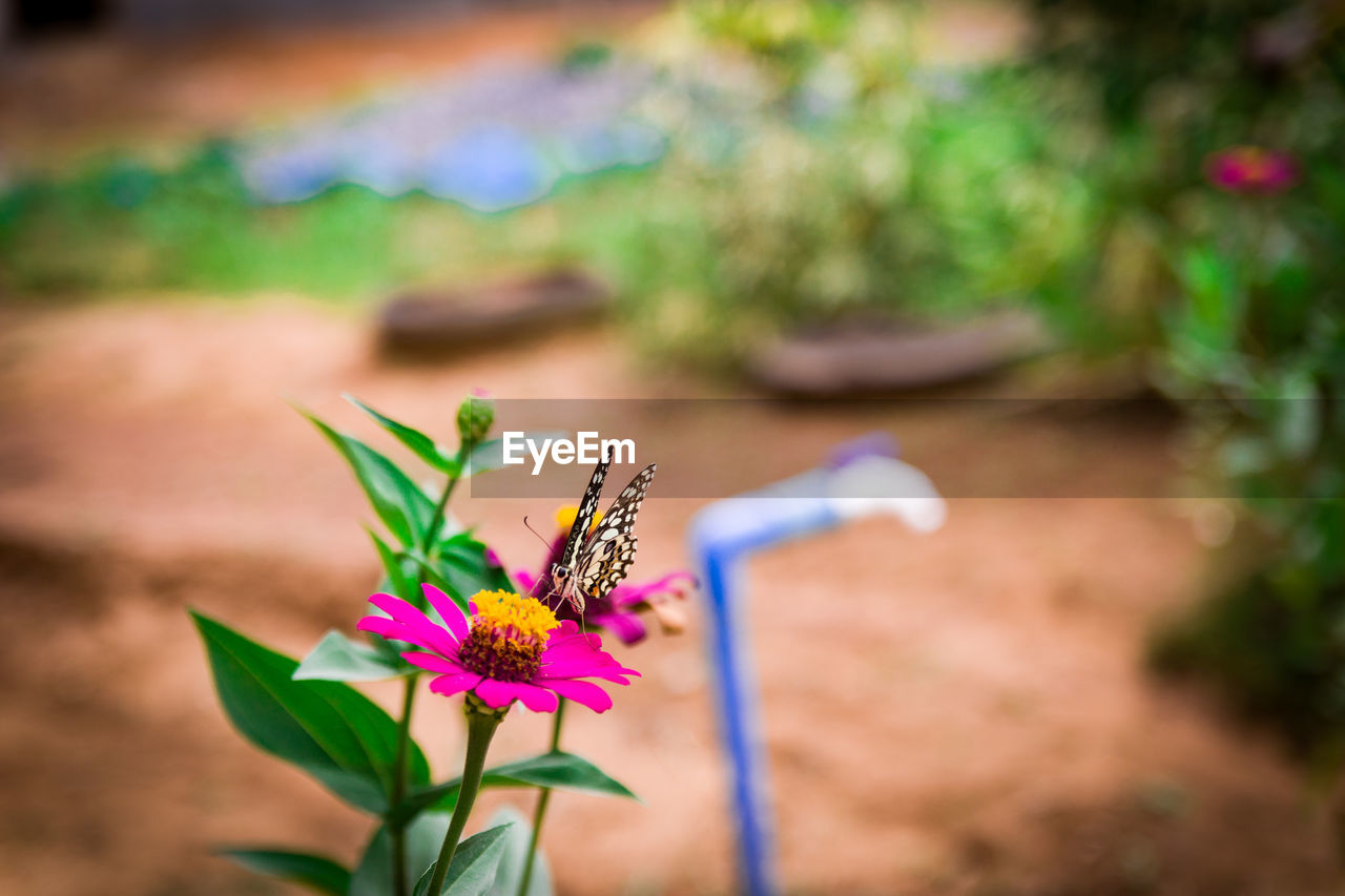 CLOSE-UP OF BUTTERFLY ON PINK FLOWER