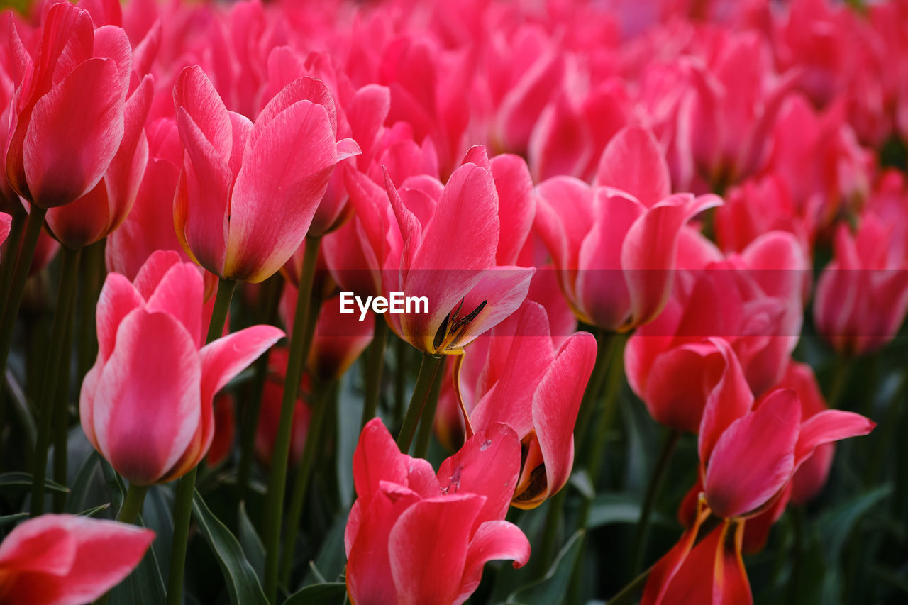 flower, flowering plant, plant, beauty in nature, freshness, petal, fragility, close-up, inflorescence, flower head, growth, pink, nature, red, tulip, no people, springtime, botany, blossom, focus on foreground, day, outdoors, vibrant color, flowerbed, leaf, plant part, magenta