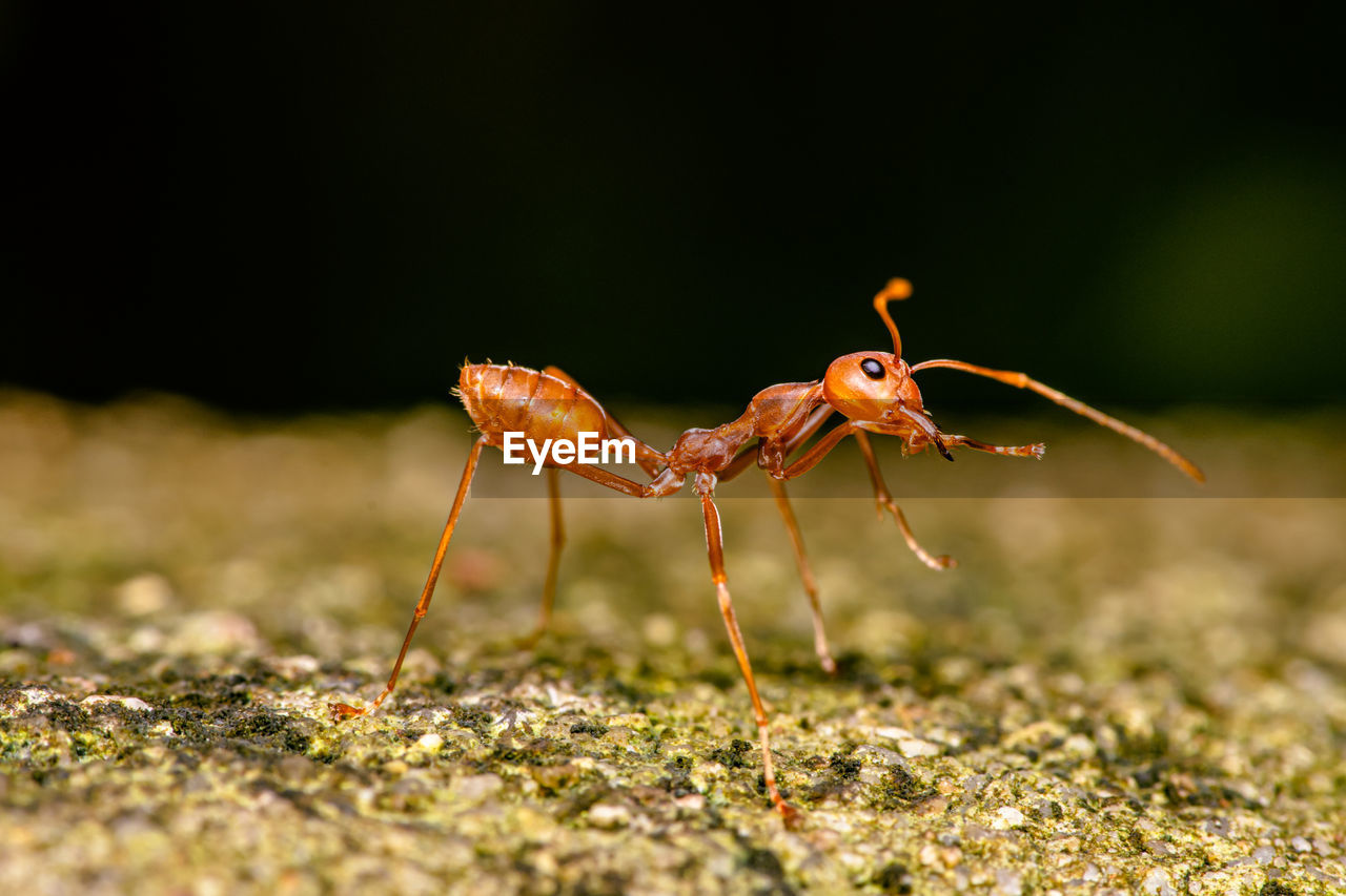 Close up of red ant on cement with blurred background, selective focus, thailand.