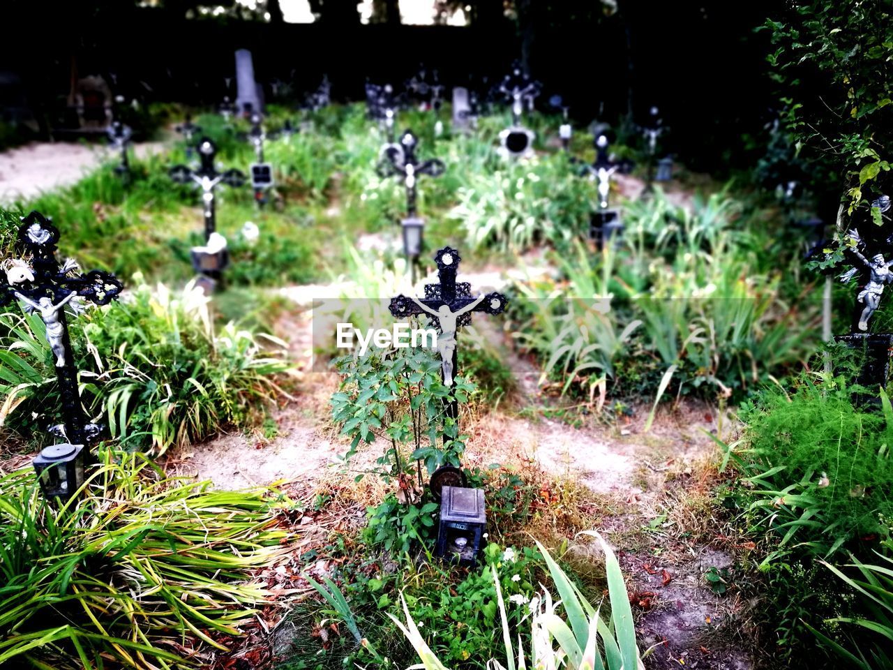 PLANTS GROWING IN GRASS