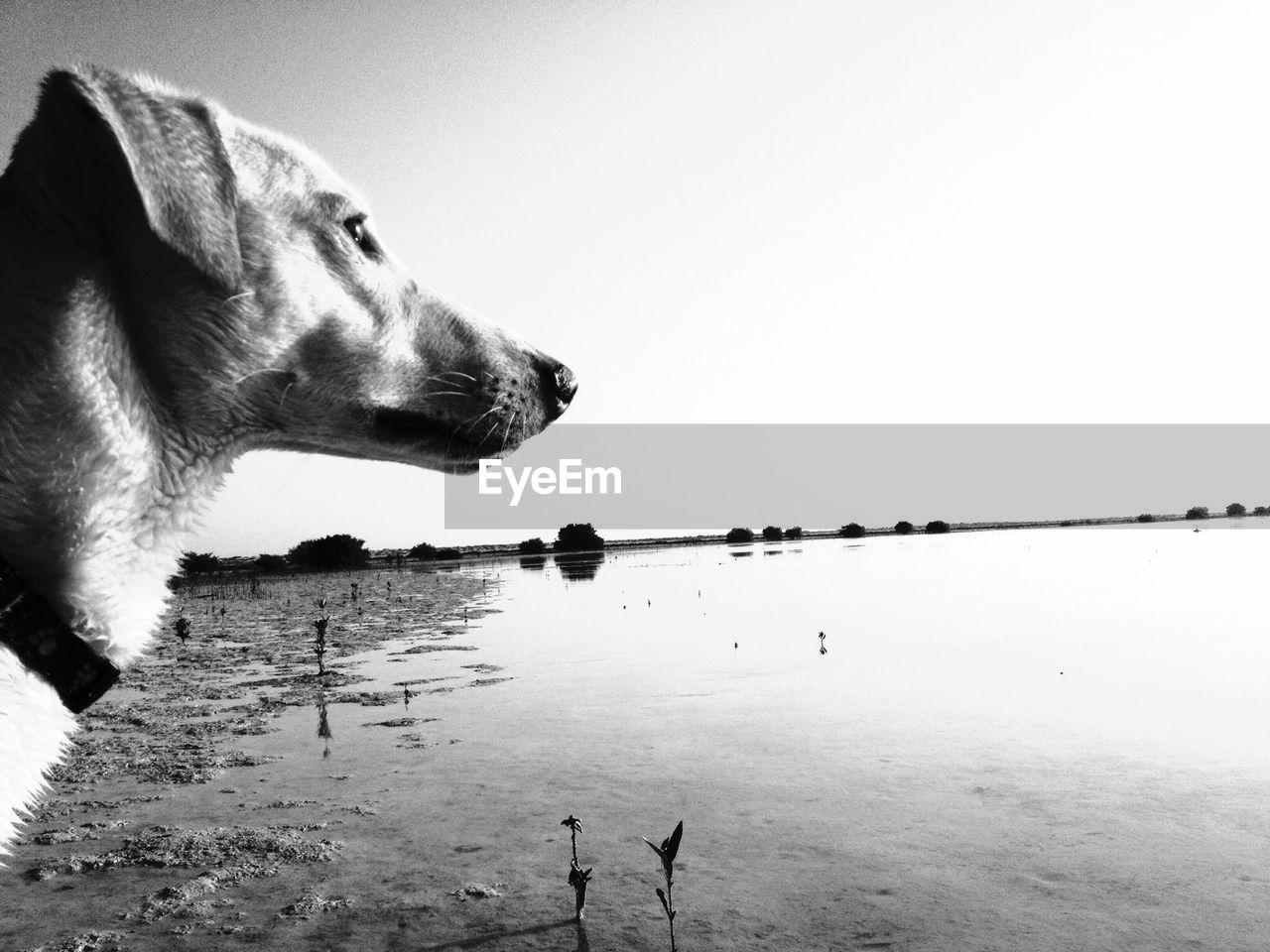 Close-up of dog at lake against clear sky