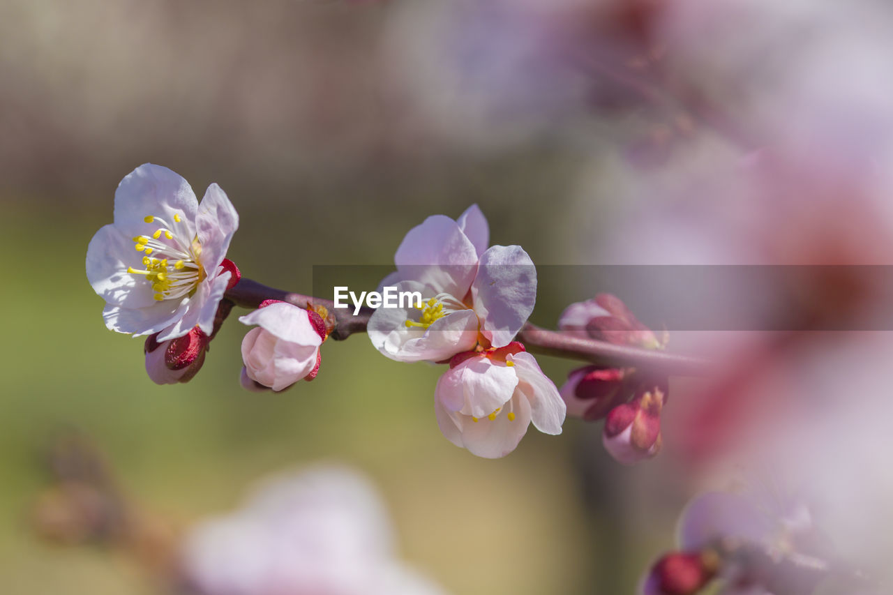 Close-up of pink cherry blossoms