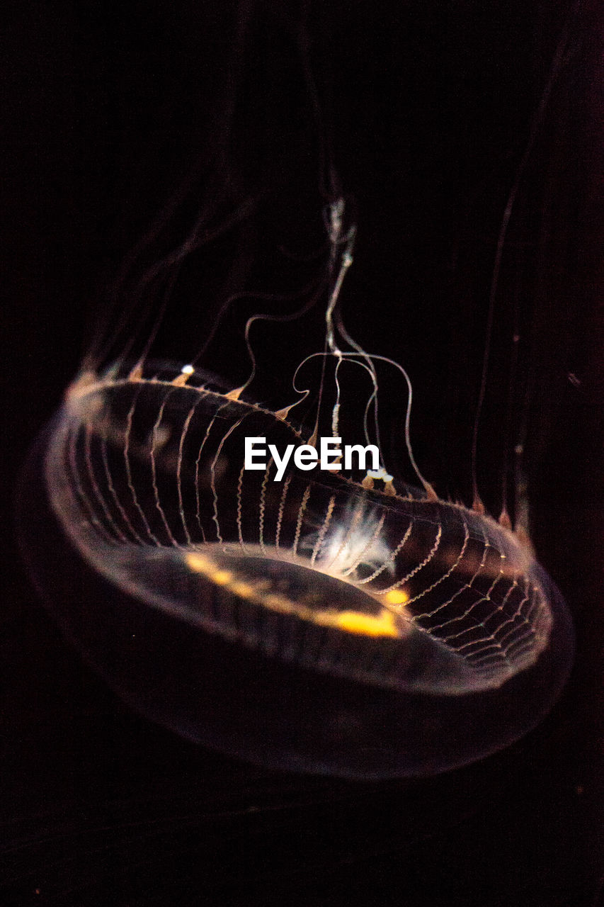 CLOSE-UP OF JELLYFISH UNDERWATER