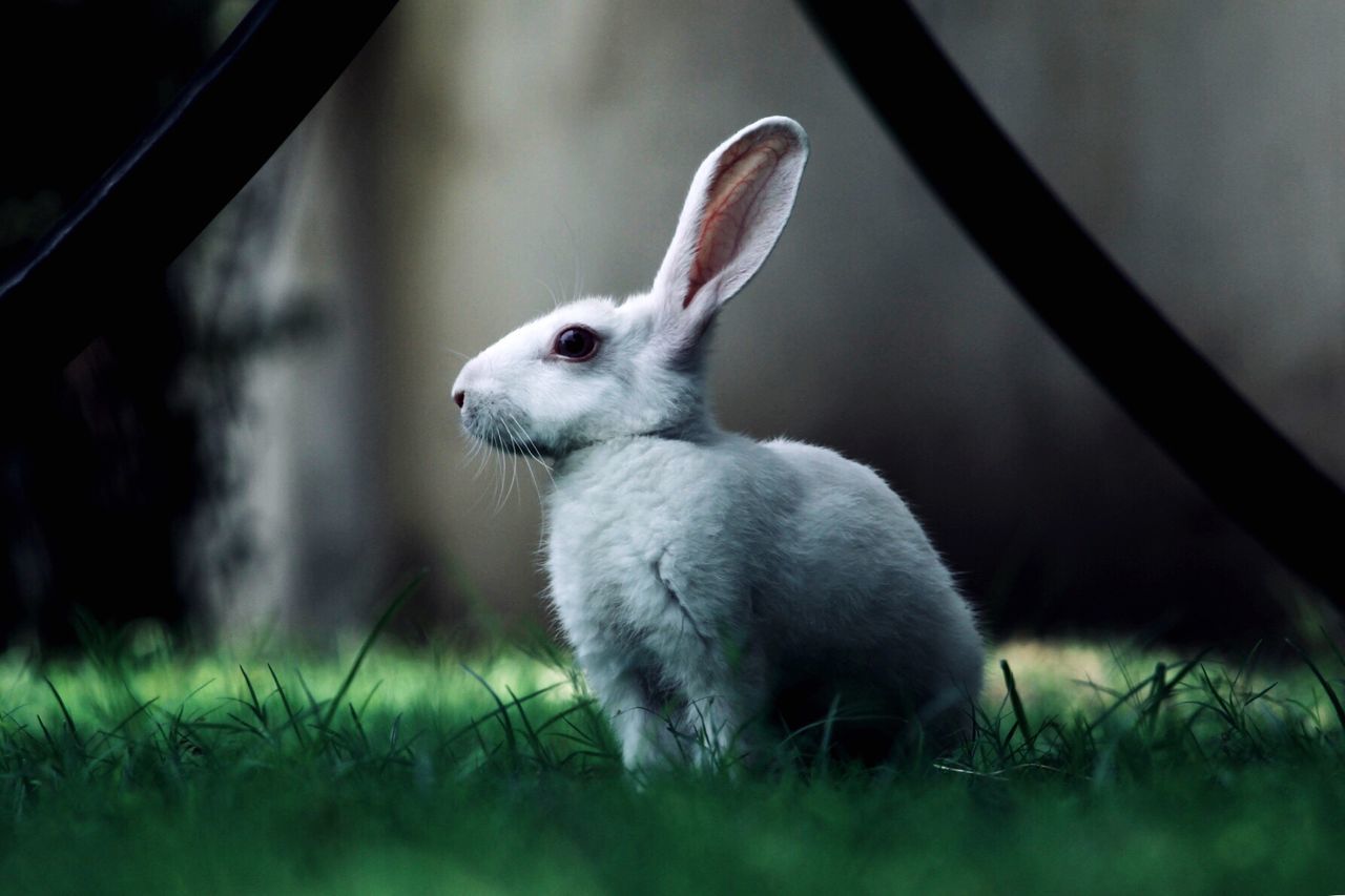 Close-up of rabbit on grass