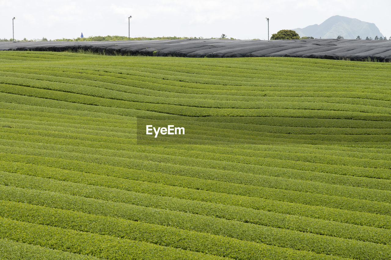 Scenic view of tea farm at jeju island