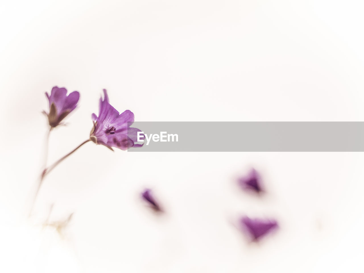 CLOSE-UP OF PURPLE FLOWERS