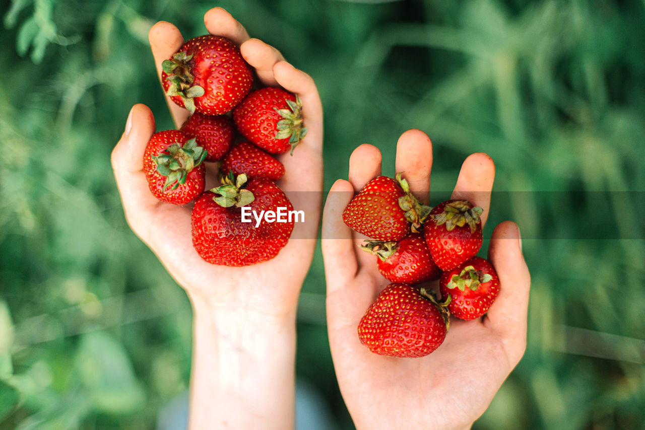 Close up shot of a person hands picking strawberries