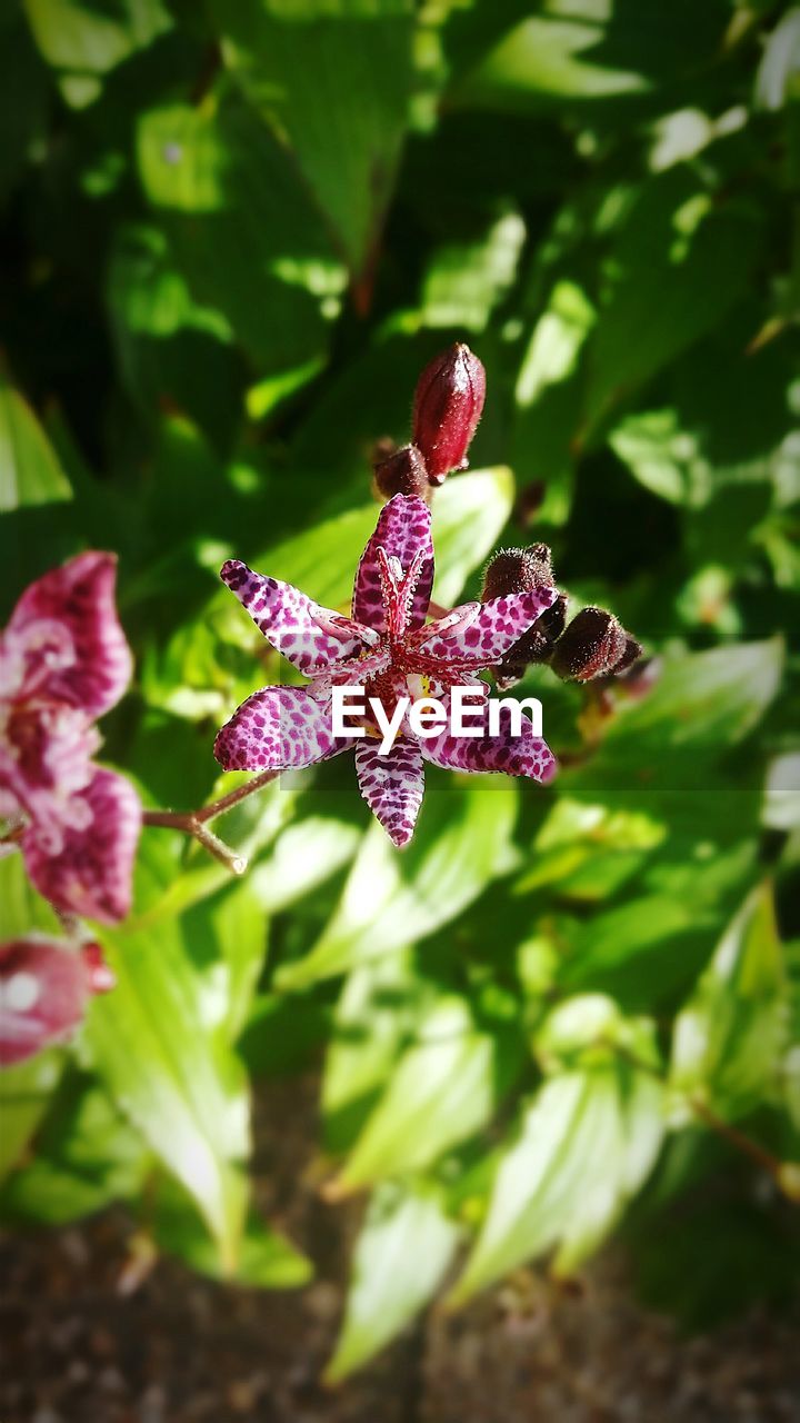 Close-up of purple flowers