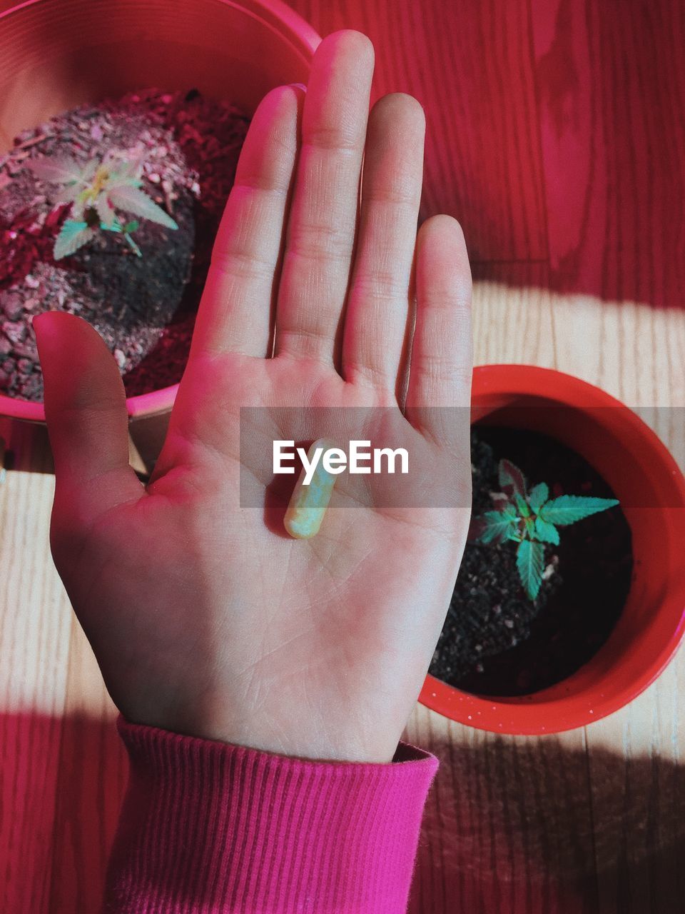HIGH ANGLE VIEW OF PERSON HOLDING RED POTTED PLANT