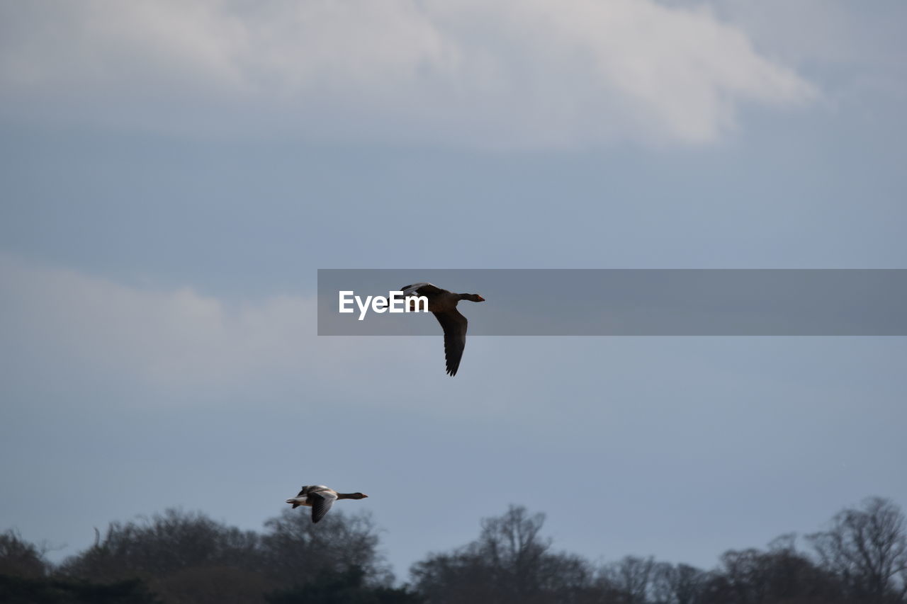 LOW ANGLE VIEW OF A BIRD FLYING