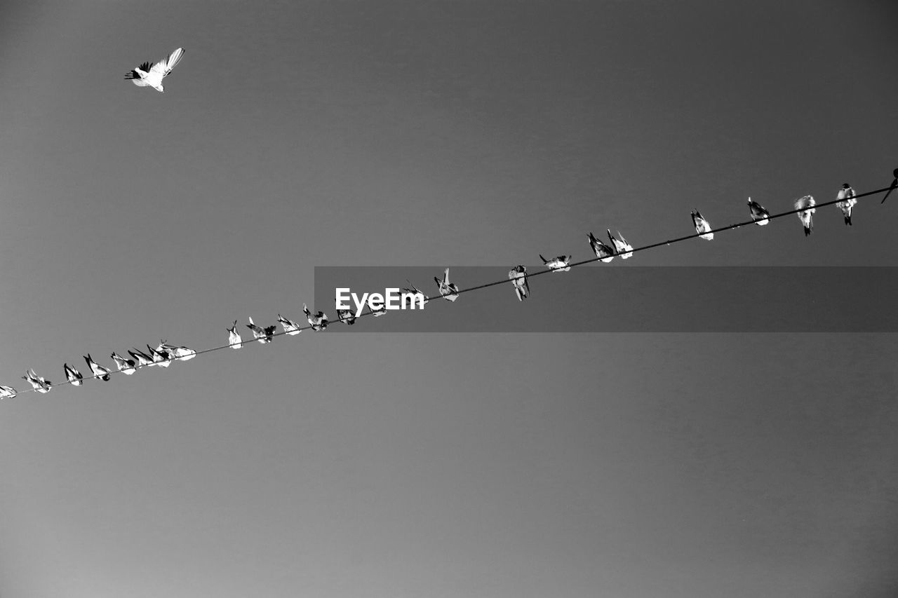 Low angle view of birds on cable against sky