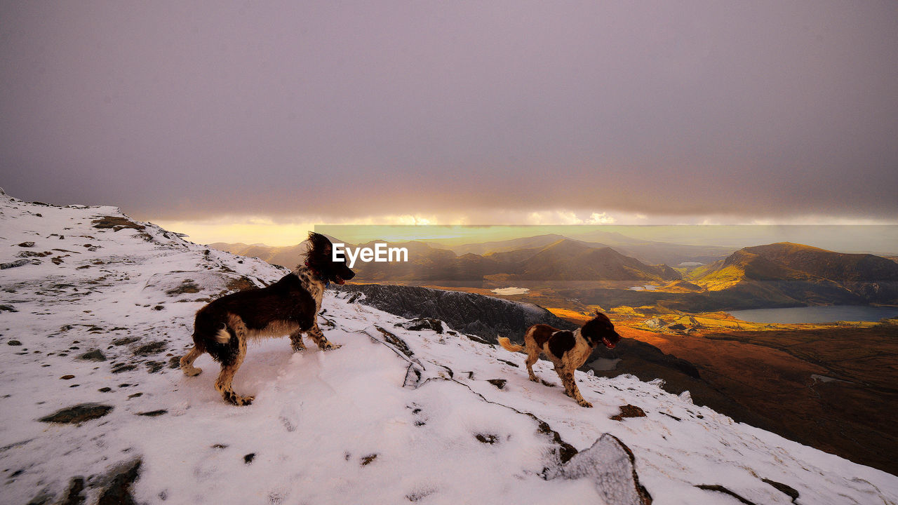 Side view of dogs on snow covered landscape