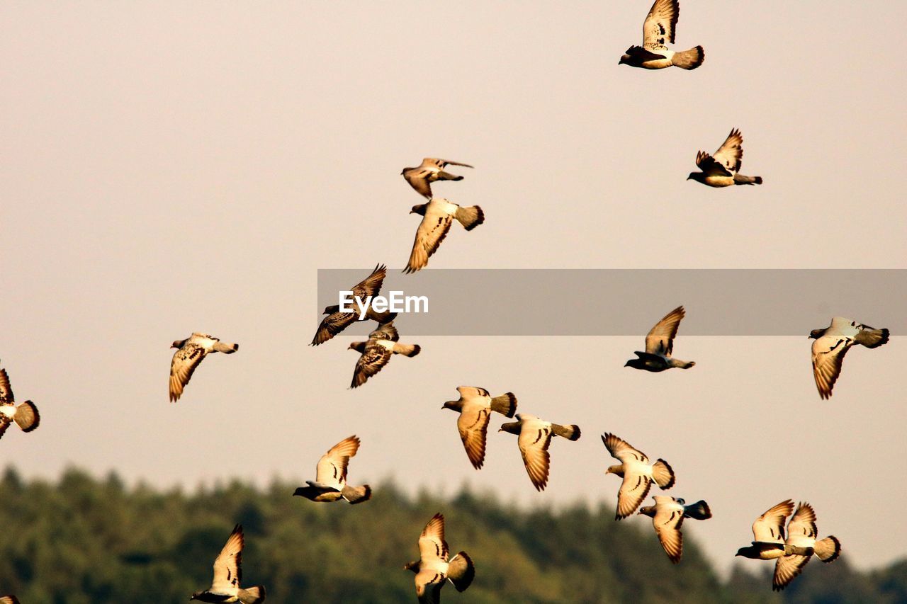 FLOCK OF BIRDS IN THE SKY