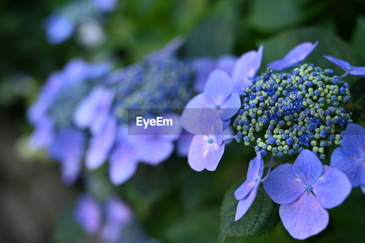 flower, flowering plant, plant, freshness, beauty in nature, purple, nature, close-up, hydrangea, growth, lilac, fragility, flower head, inflorescence, petal, macro photography, hydrangea serrata, plant part, blue, leaf, no people, outdoors, focus on foreground, blossom, botany, food and drink, selective focus, day, summer, food, springtime, garden