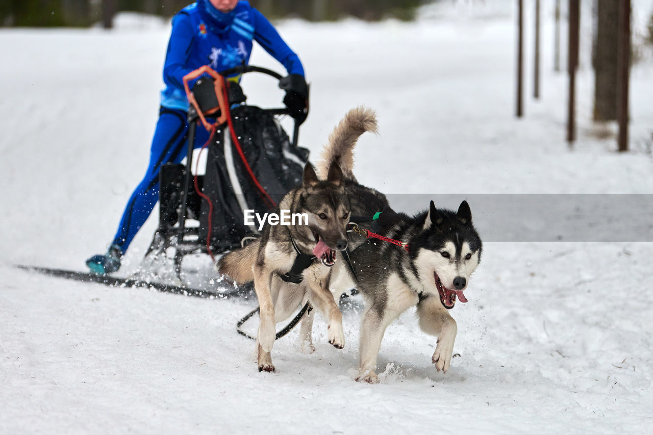 DOGS ON SNOWY FIELD