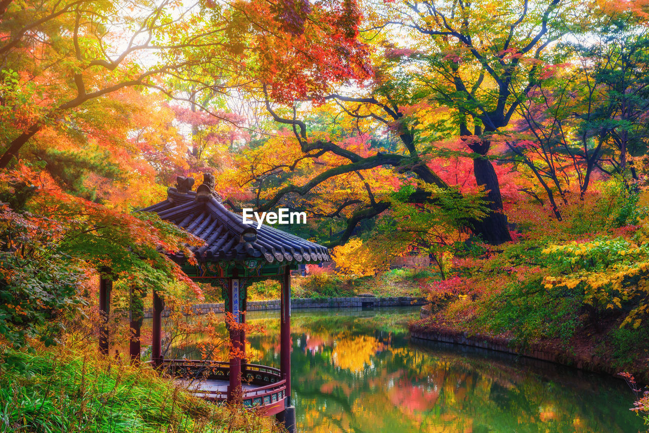 Trees by lake in forest during autumn