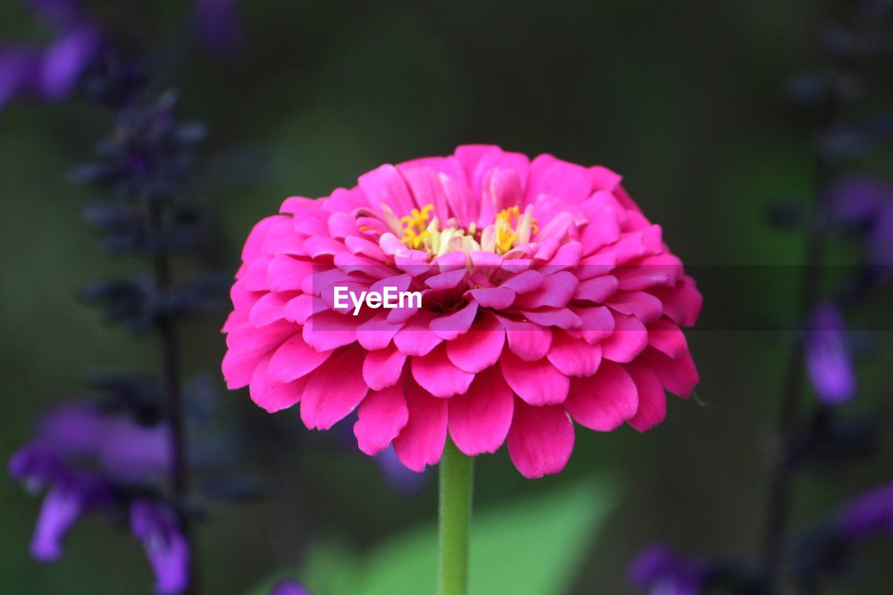 CLOSE-UP OF PINK ROSE FLOWER