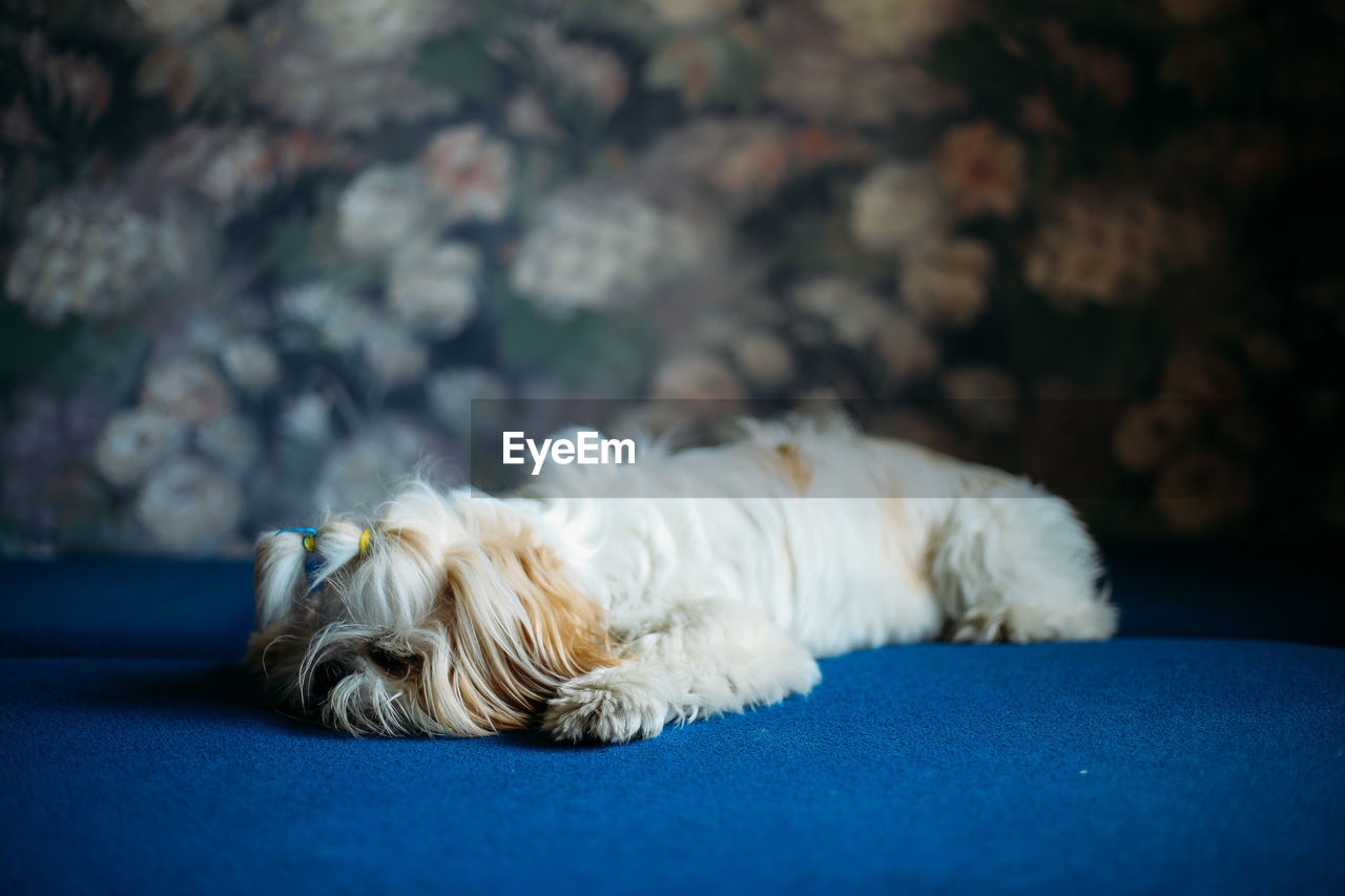 pet, domestic animals, one animal, animal themes, mammal, animal, canine, dog, lying down, relaxation, puppy, sleeping, blue, resting, lap dog, no people, carnivore, cute, animal hair, maltese, tired, white, focus on foreground