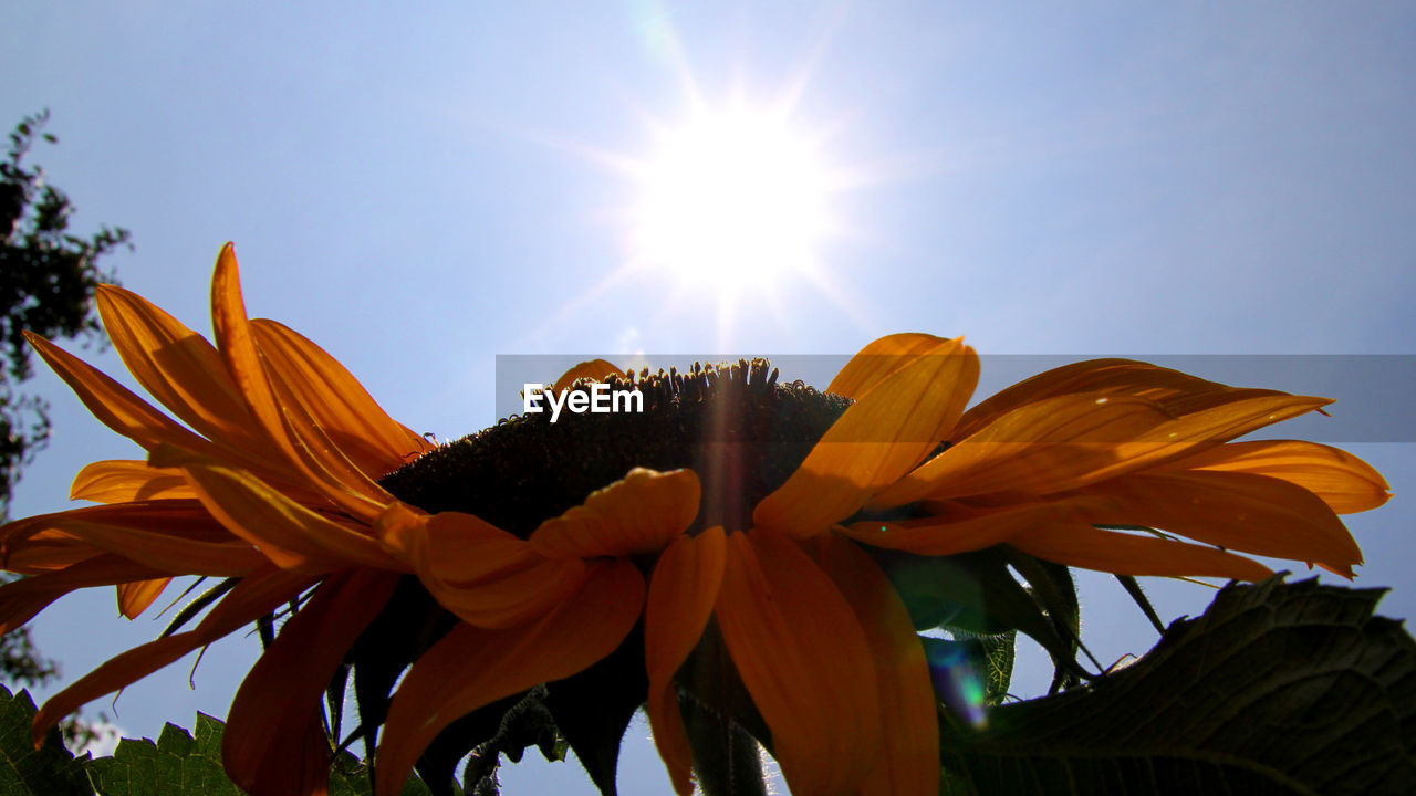 LOW ANGLE VIEW OF FLOWERS BLOOMING AGAINST SKY