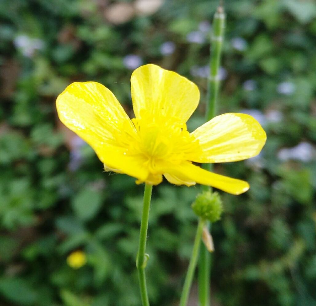 CLOSE-UP OF YELLOW FLOWERS BLOOMING OUTDOORS