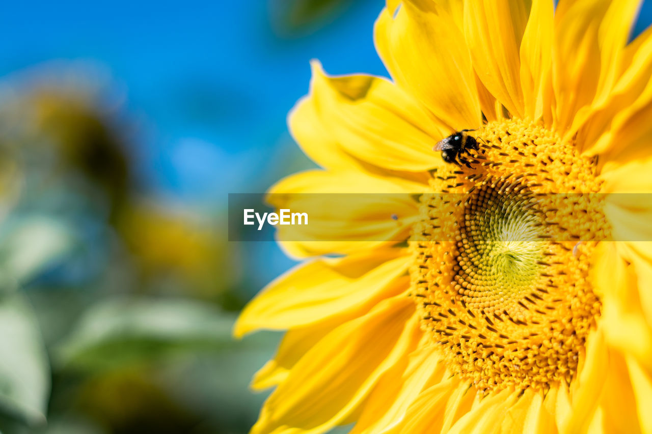 Close-up of honey bee on sunflower