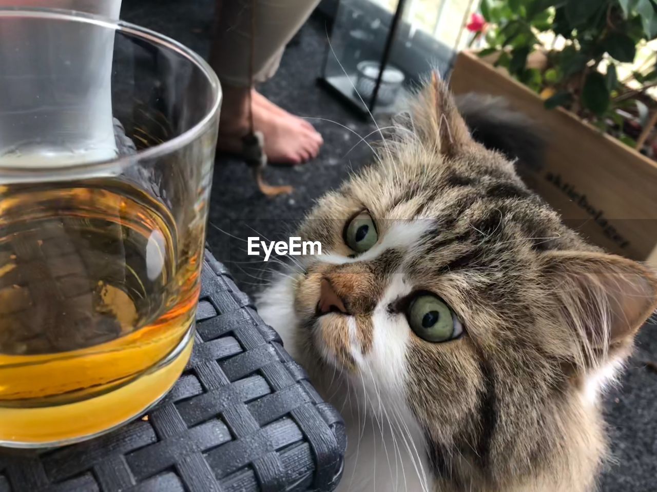 CLOSE-UP PORTRAIT OF A CAT WITH DRINK