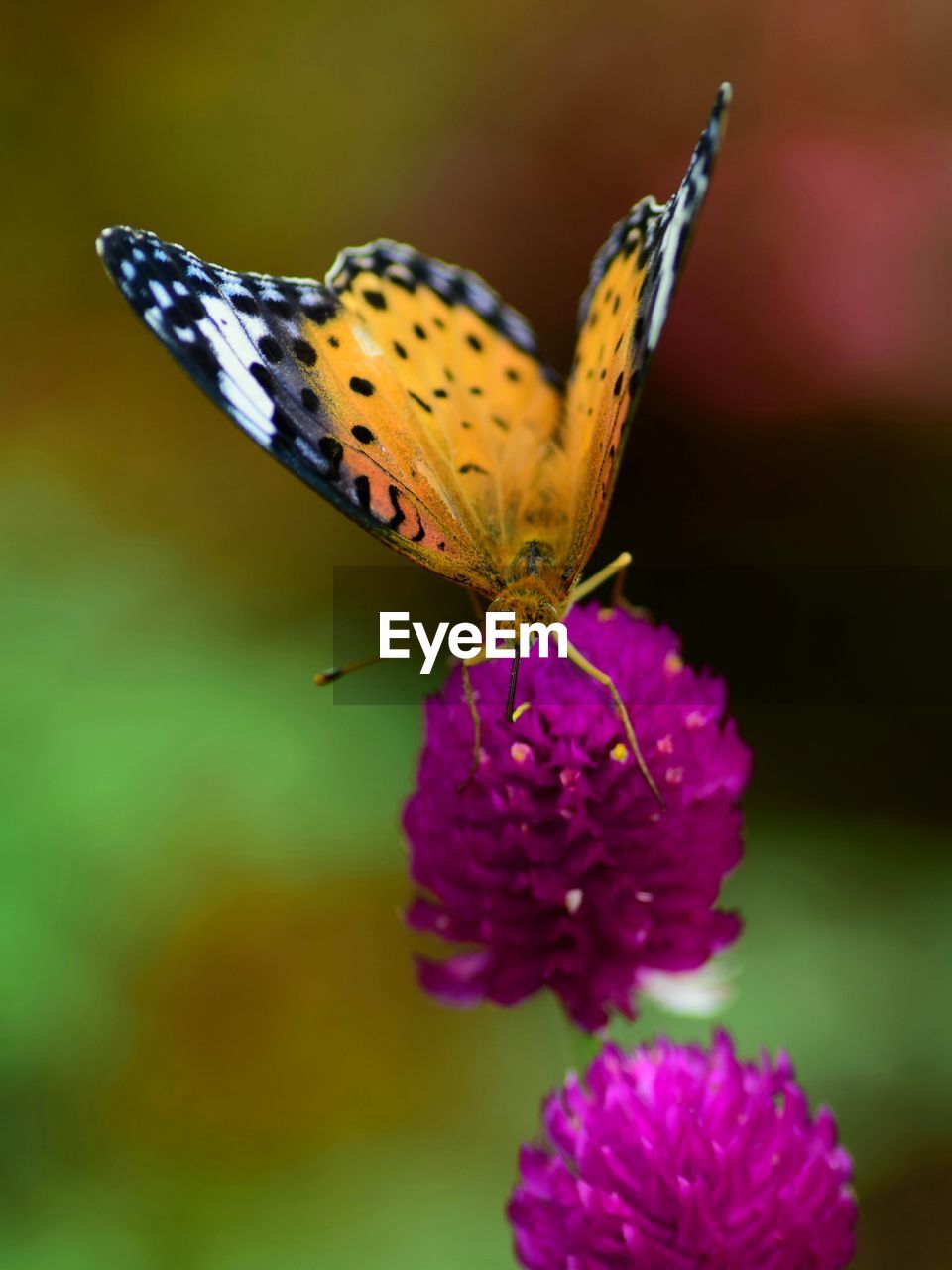 Close-up of butterfly pollinating on purple flower