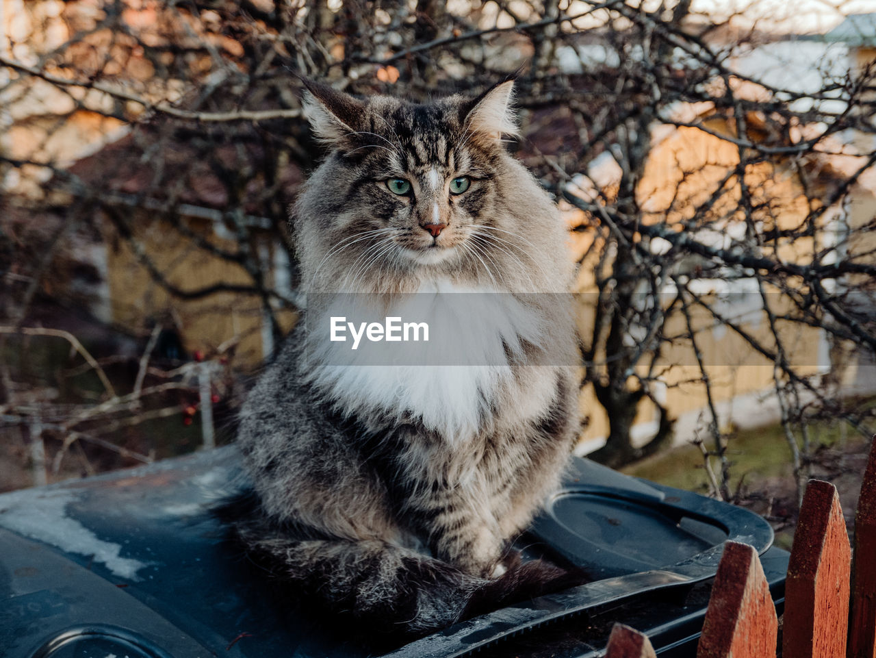 CLOSE-UP OF A CAT SITTING ON THE GROUND