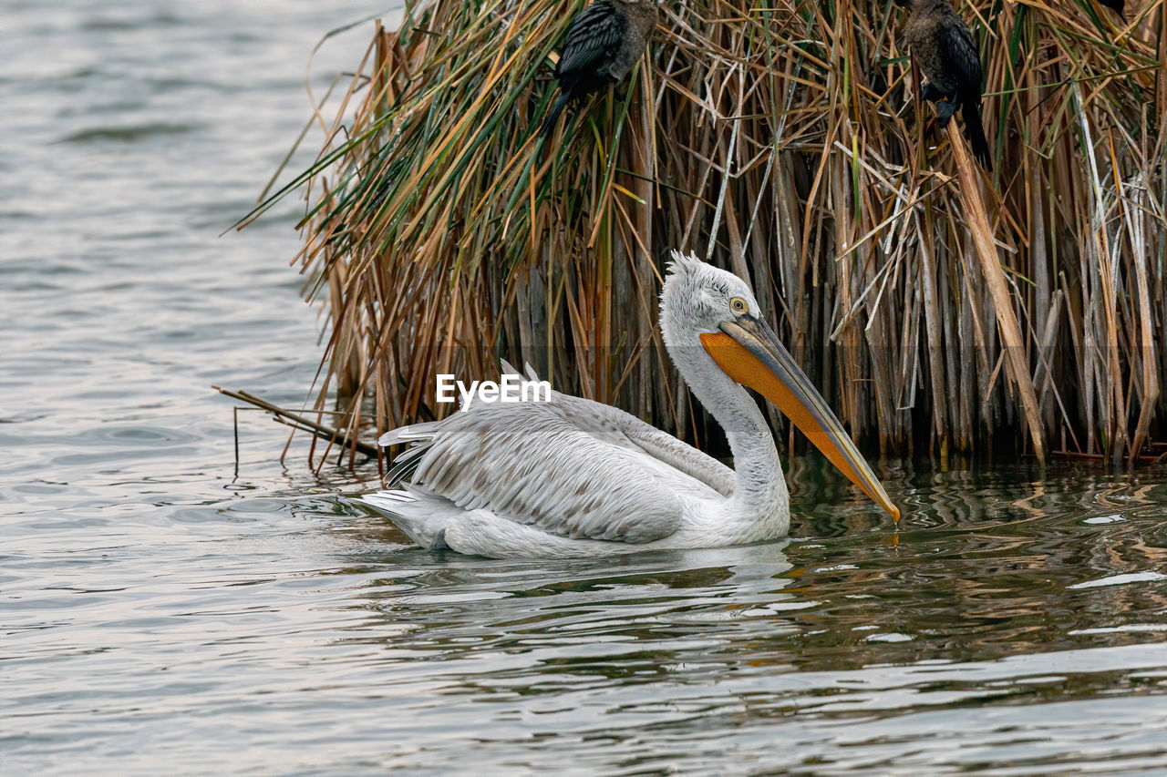 VIEW OF A BIRD IN LAKE