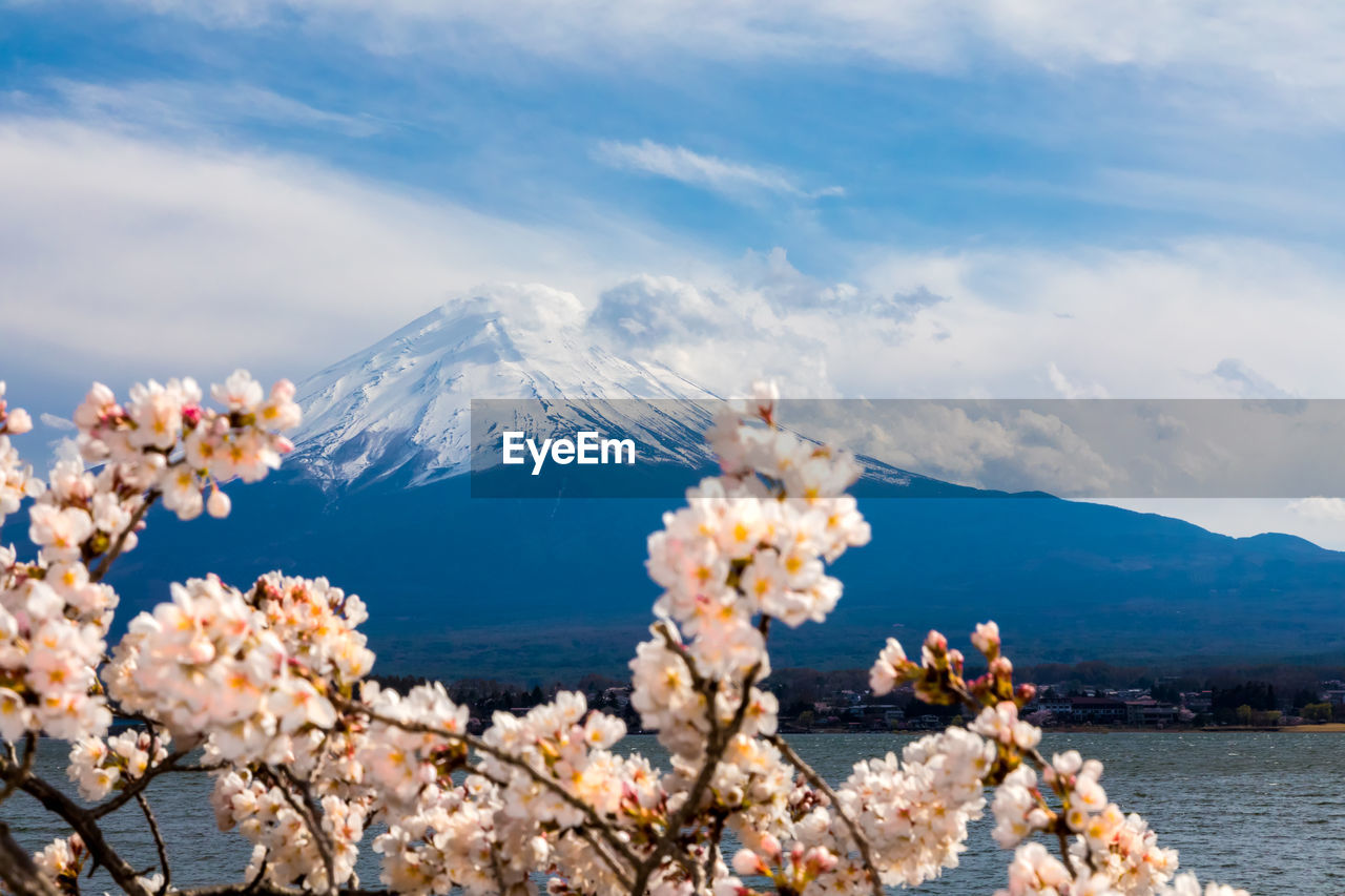 View of cherry blossoms against sky