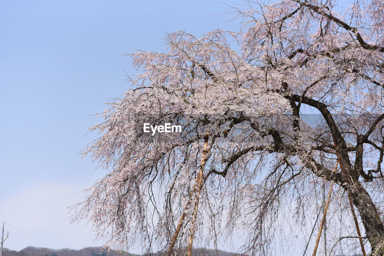 LOW ANGLE VIEW OF FLOWER TREE