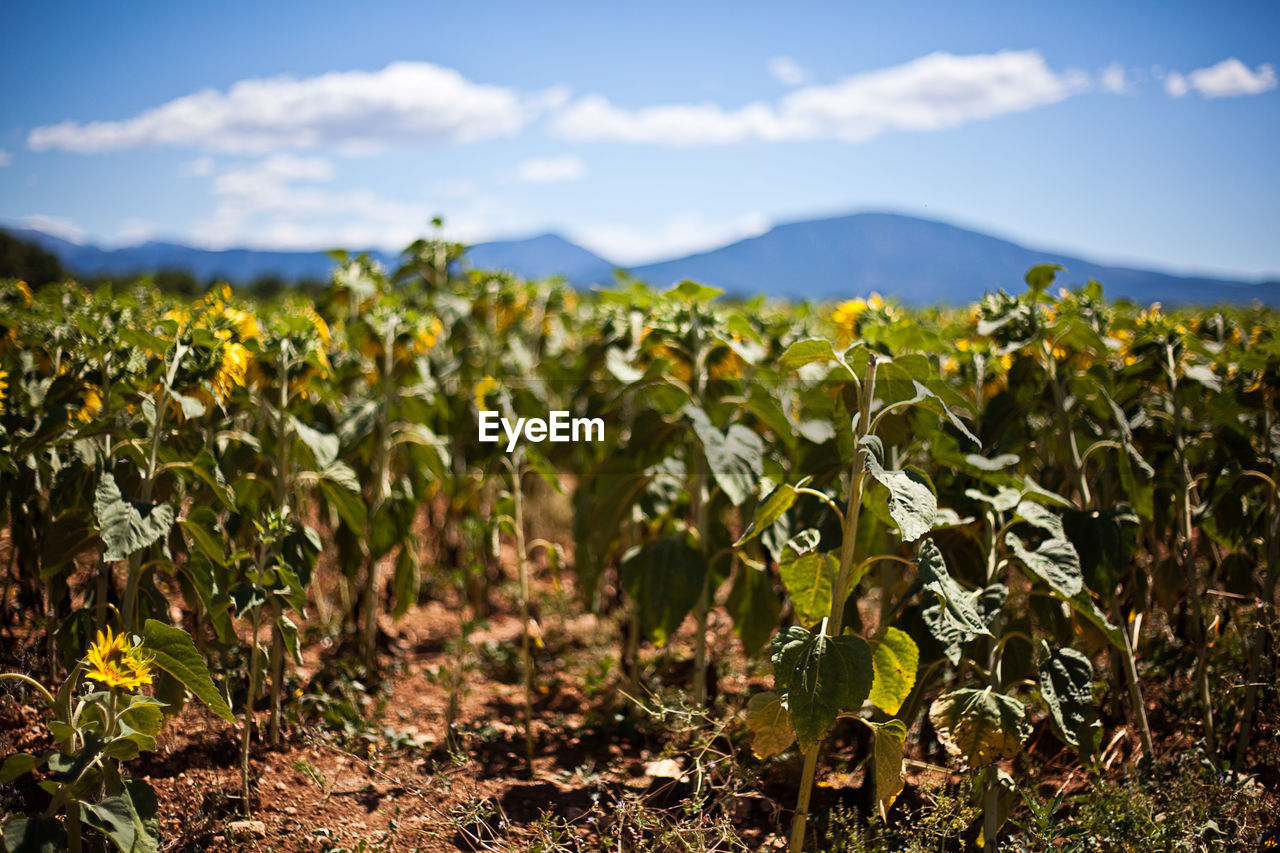 PLANTS GROWING IN FIELD