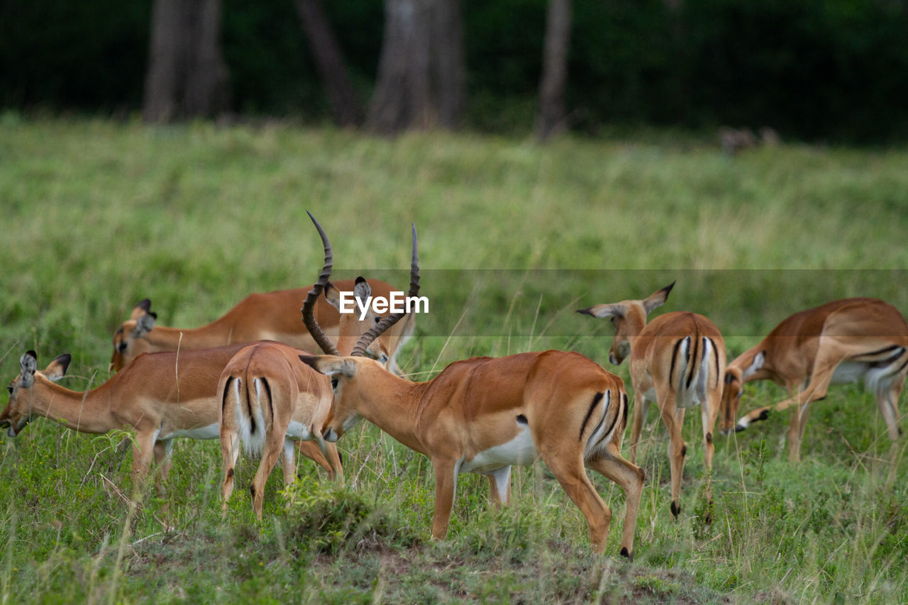 A herd of impalas in a field