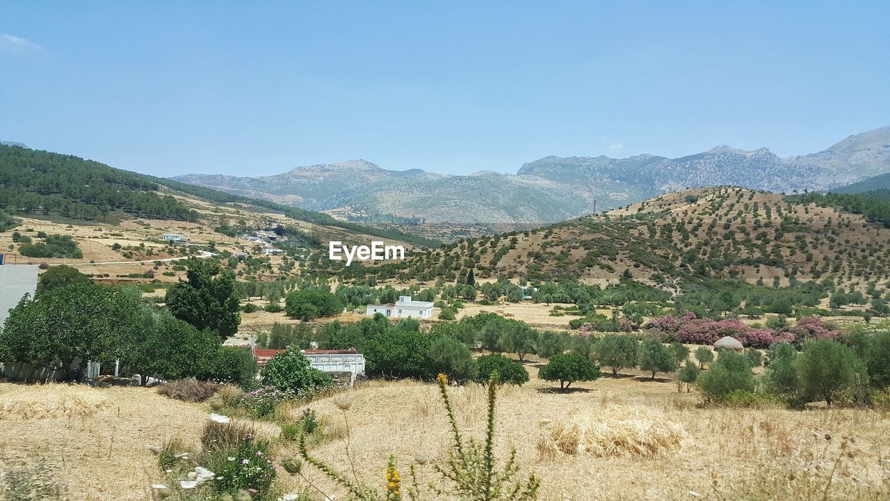 Scenic view of field against clear sky