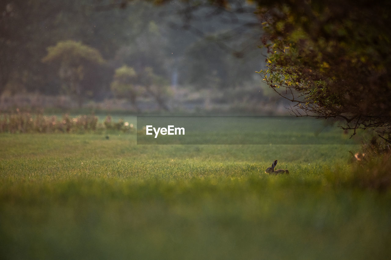 nature, morning, animal, animal themes, plant, animal wildlife, sunlight, wildlife, grass, green, leaf, one animal, tree, autumn, bird, no people, environment, natural environment, land, mammal, beauty in nature, landscape, fog, outdoors, selective focus, field, reflection, forest, day, tranquility, water, plain, scenics - nature