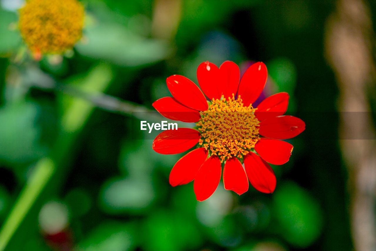 plant, flowering plant, flower, nature, beauty in nature, freshness, red, macro photography, flower head, green, close-up, growth, petal, inflorescence, yellow, fragility, wildflower, no people, outdoors, plant stem, focus on foreground, summer, daisy, multi colored, botany, environment, social issues, pollen, blossom