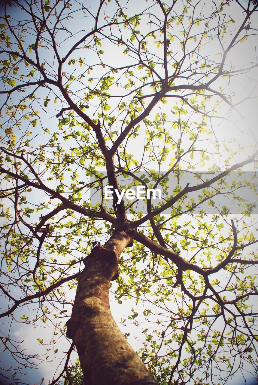 LOW ANGLE VIEW OF TREES AGAINST CLEAR SKY