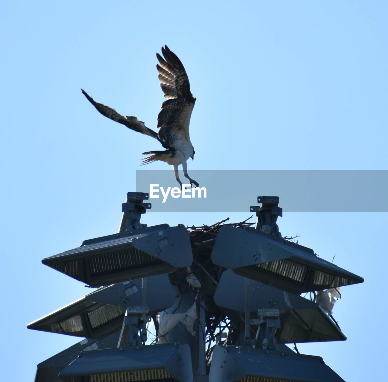 Low angle view of osprey flying into it's nest