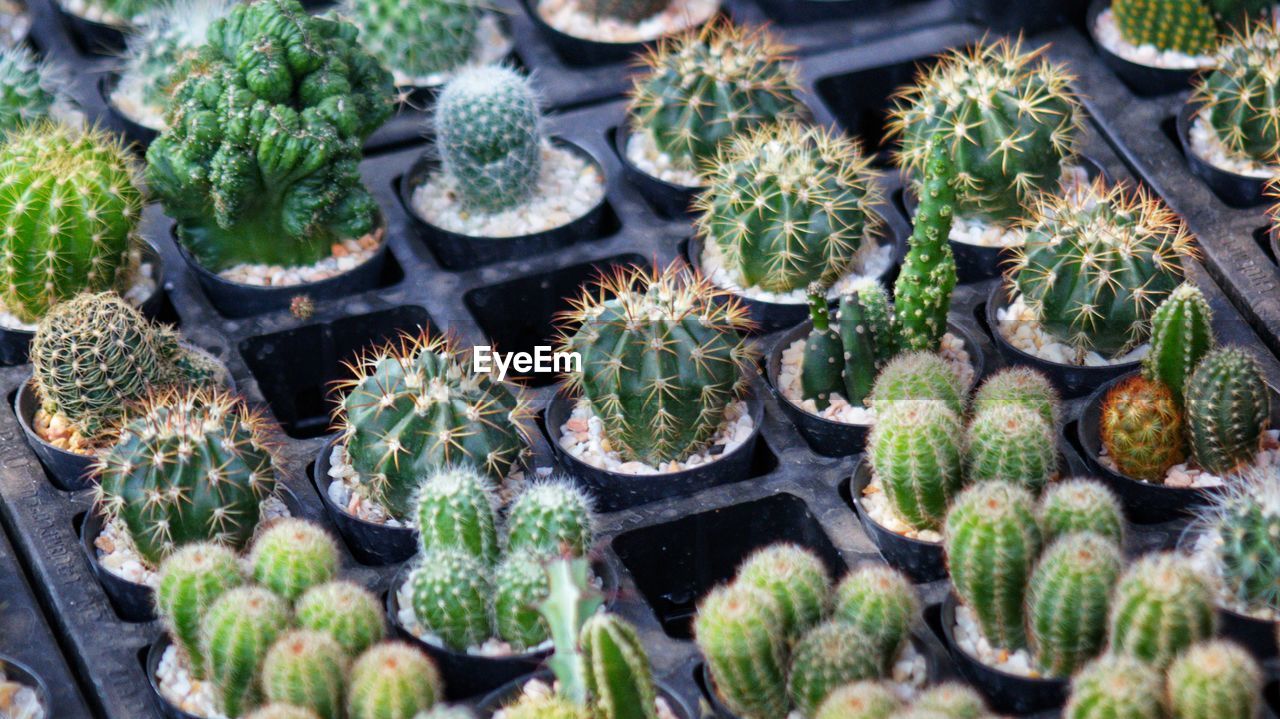 HIGH ANGLE VIEW OF SUCCULENT PLANTS GROWING ON CACTUS