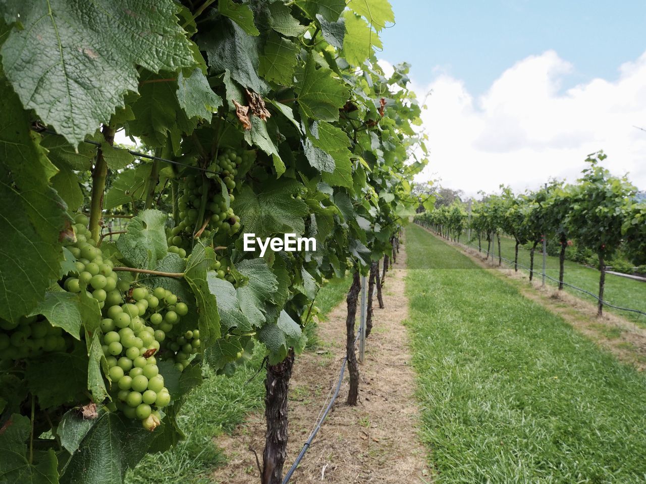 Grapes growing on field by trees against sky