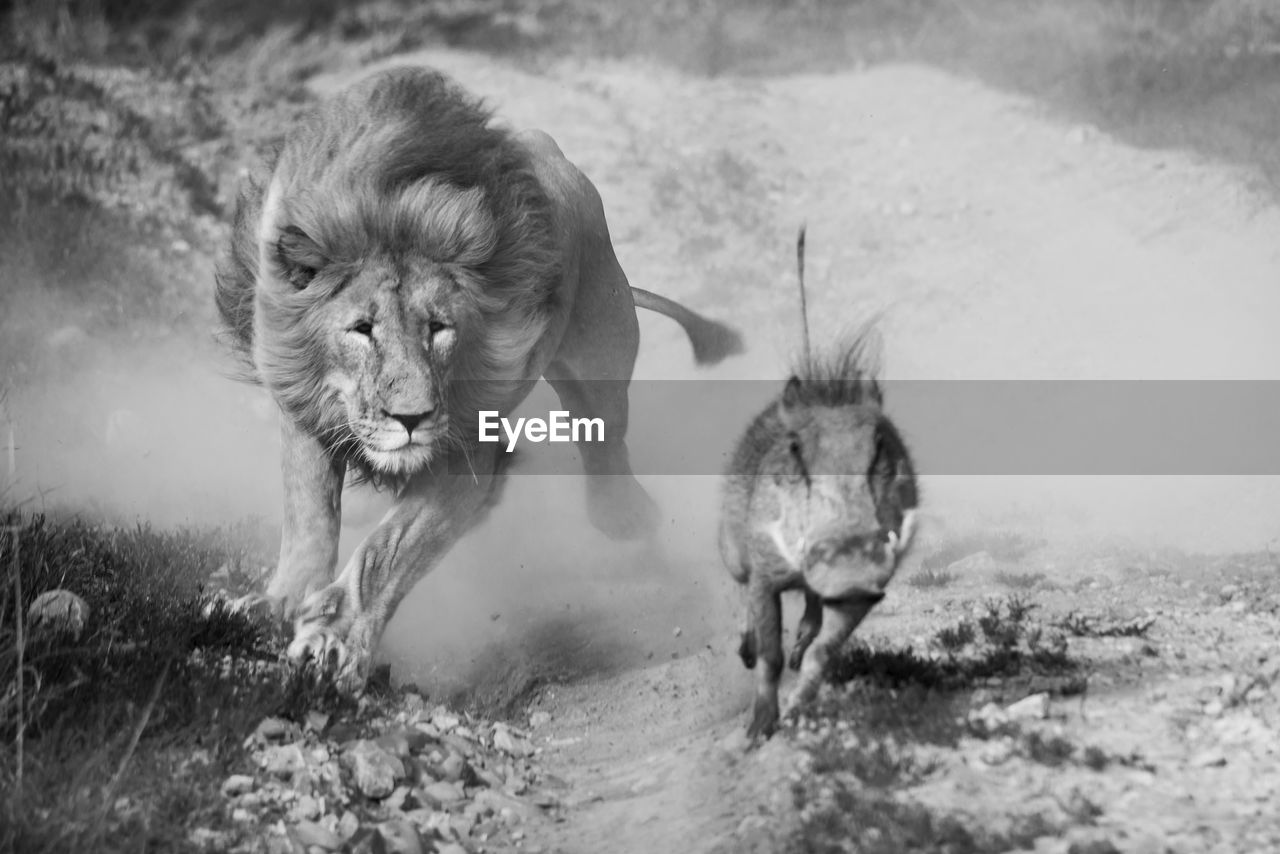 Surprised lion by a young warthog