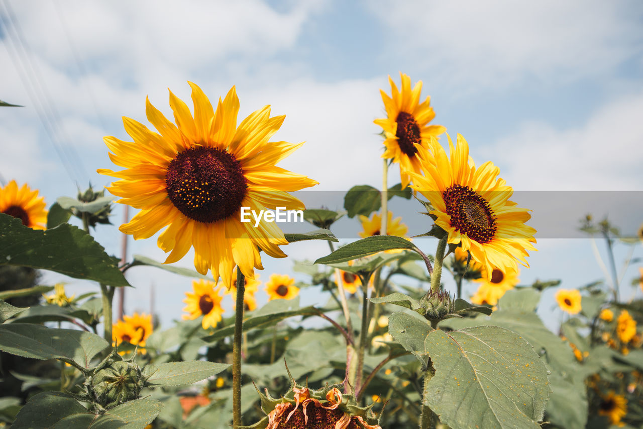 Sunflowers against blue sky in summer