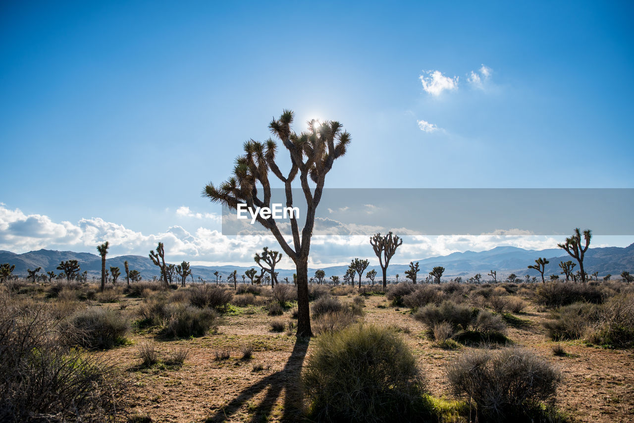 Field of joshua trees framed against blue sky with clouds