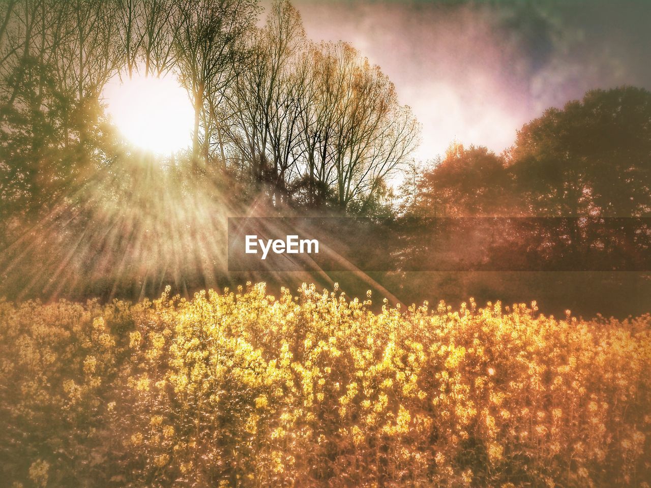 TREES ON FIELD AGAINST BRIGHT SUN IN SKY